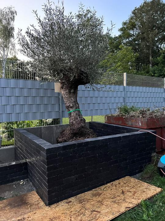 Olivenbaum im Hochbeet mit Klinkereinfassung